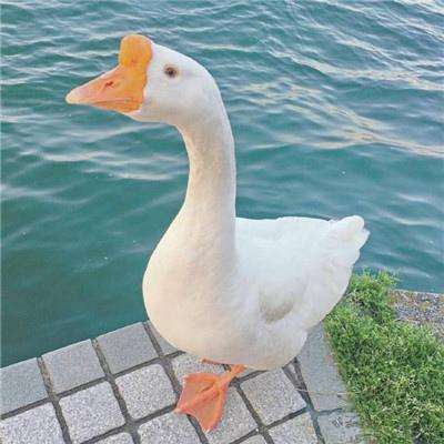 bet韦德官方网站